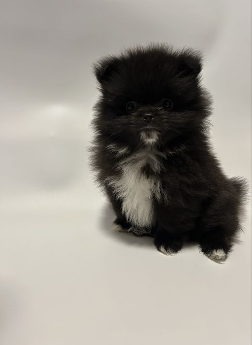 Szpic miniaturowy-pomeranian