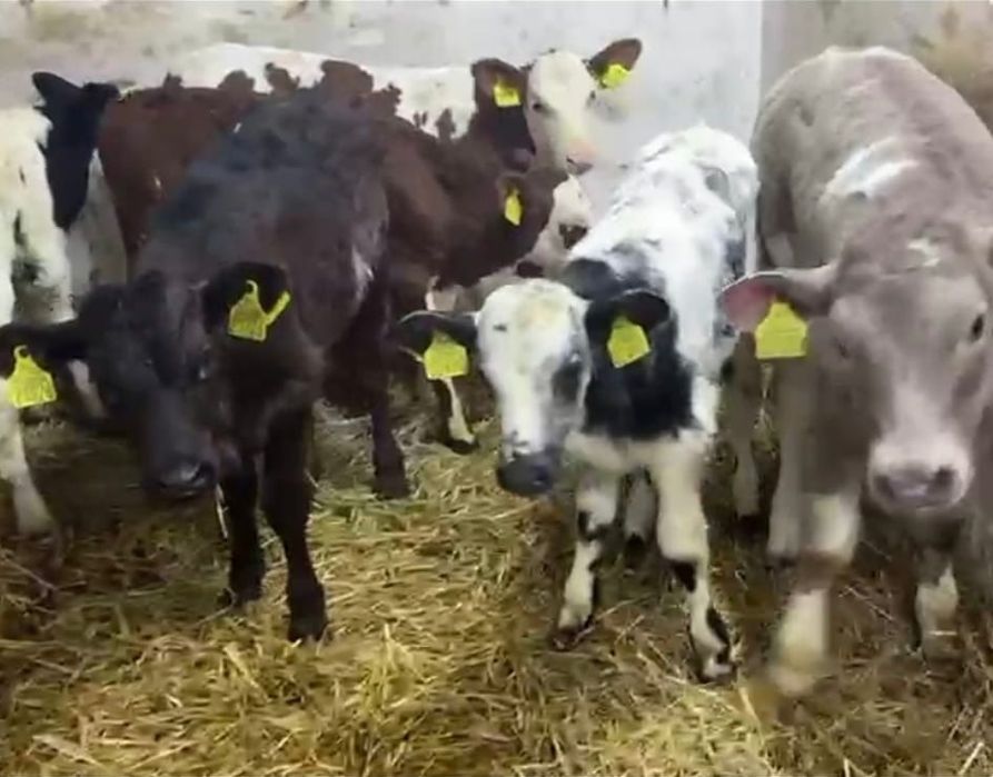 Cielęta Nowa dostawa