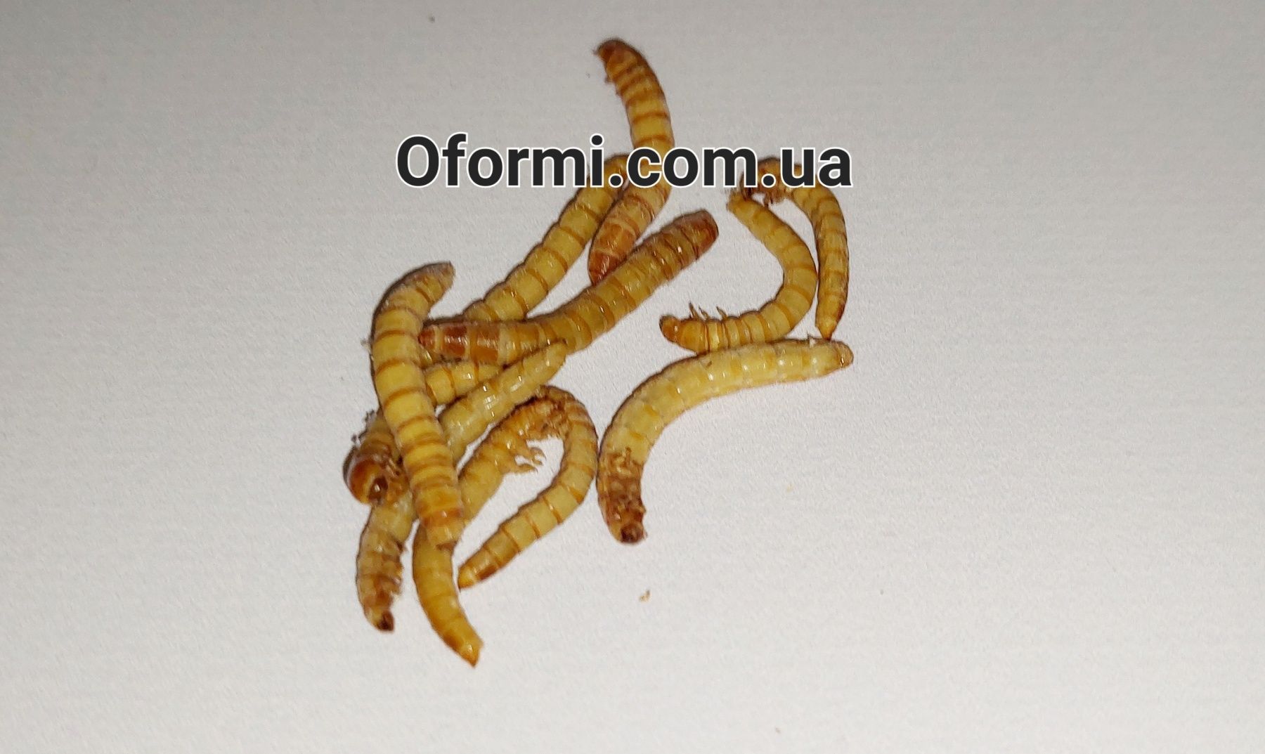 Мучной червь живые личинки, корм для стрижа, и других животных