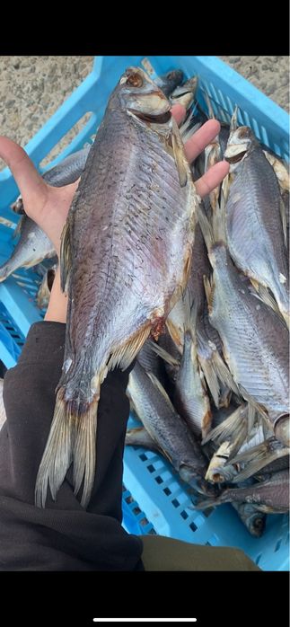 Тарань,Судак,Окунь,Лещ,Оптовые цены на розницу