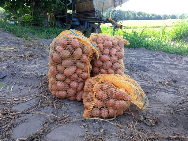 Ziemniaki/kartofle Denar Red sonia