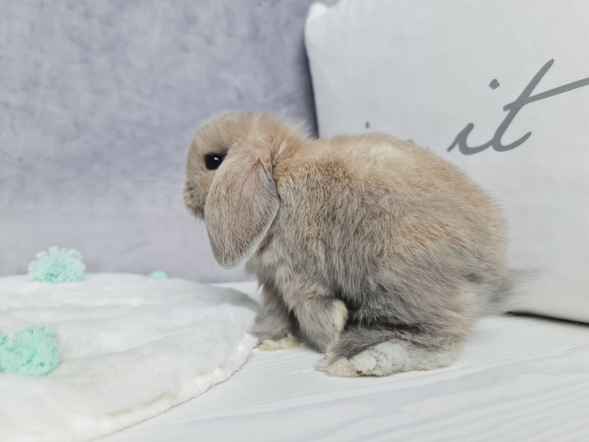 Mini lop królik króliczek miniaturka legalna hodowla