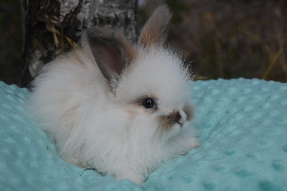 Angora Angielska YORCZEK małe 7 tyg