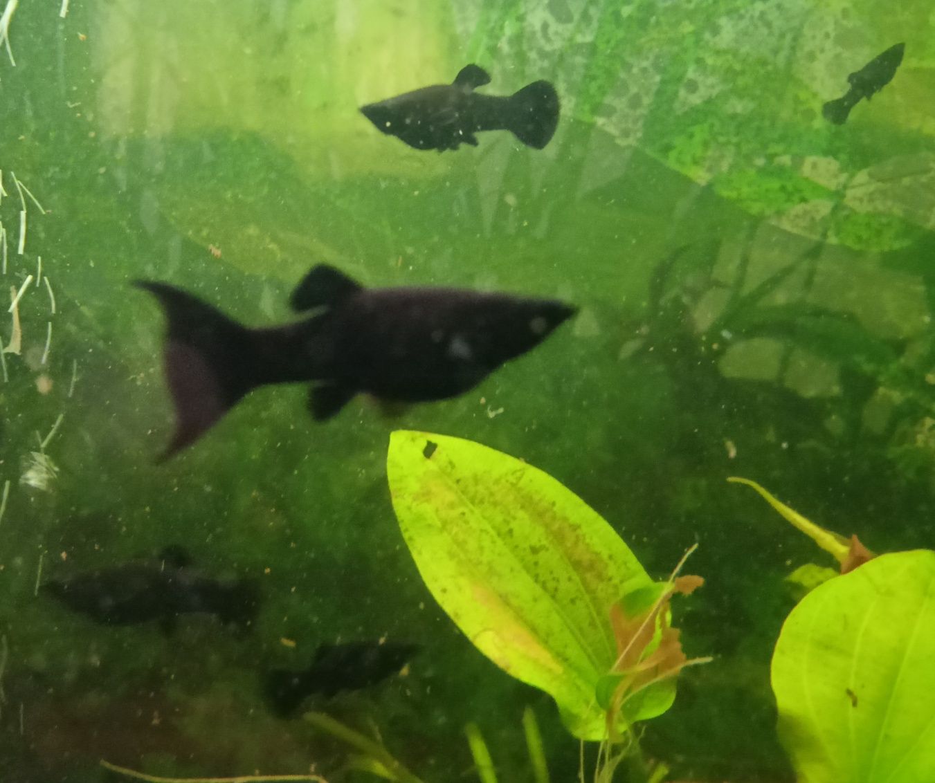 Molinezje czarne  odhodowane wielkość 3 - 5 cm.