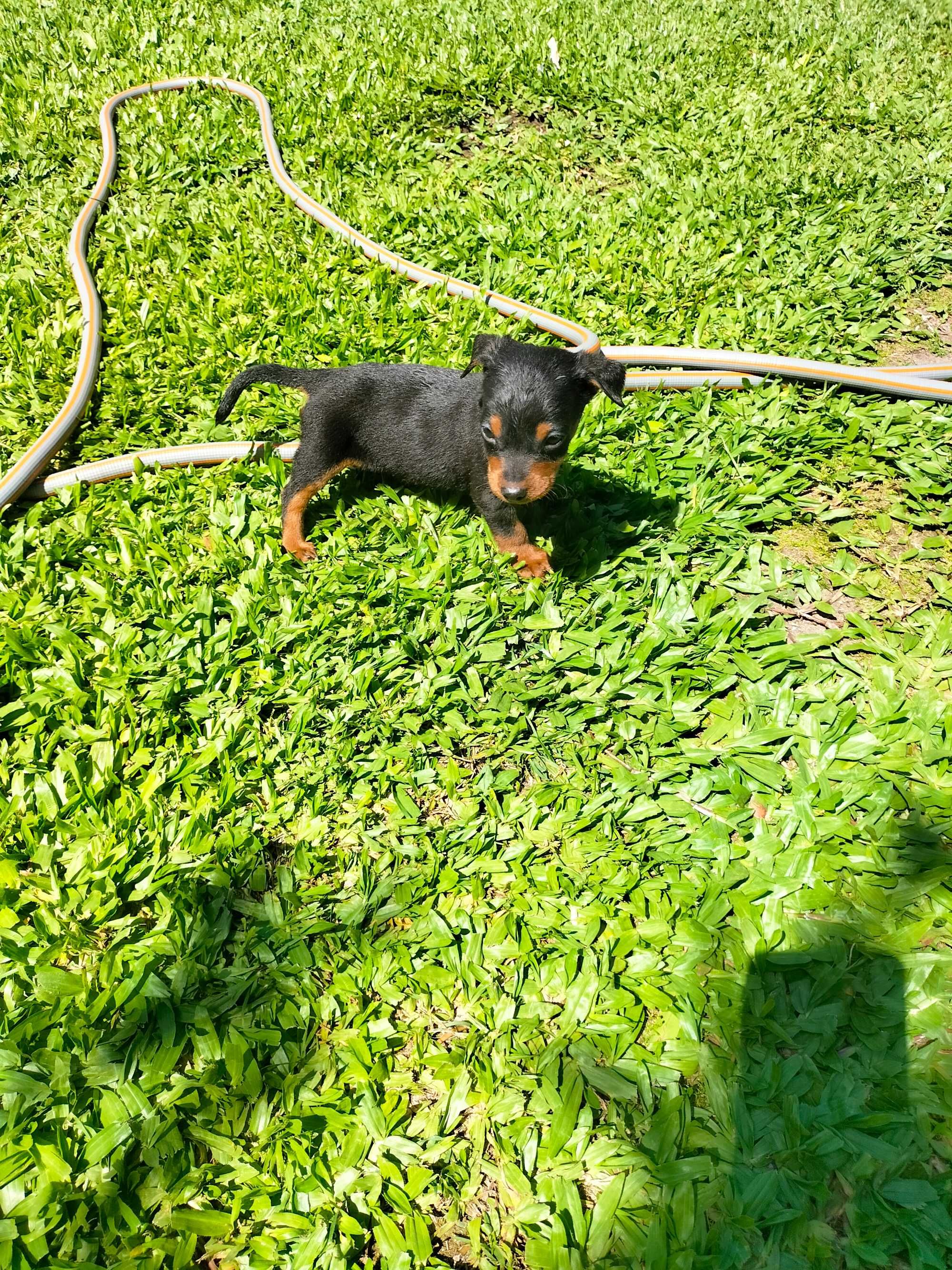 Pinscher mini macho