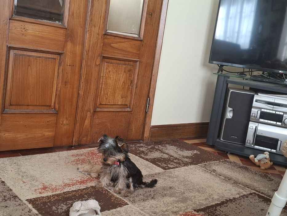 Yorkshire femea miniatura