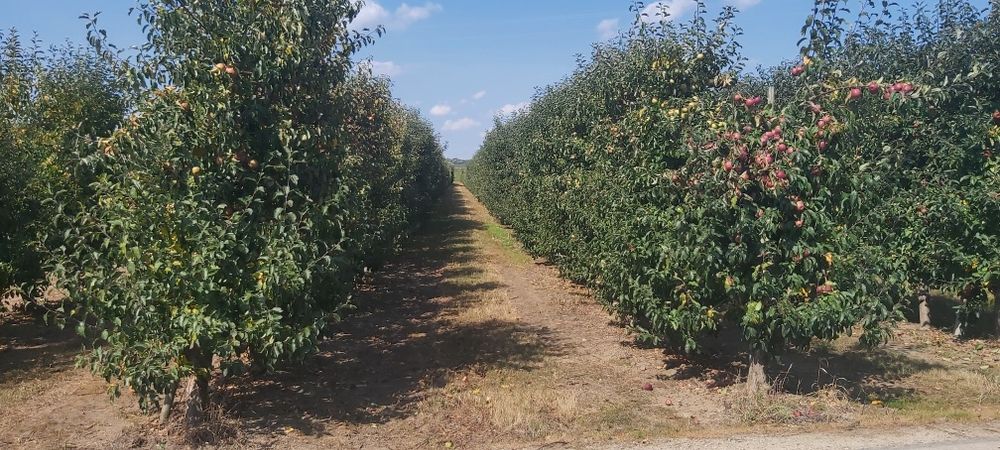 Sad jabłoniowy 0.87ha Koćmierzów, gm. Samborzec - Do negocjacji