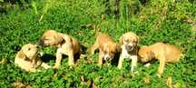 Szczeniaki mix amstaff/labrador