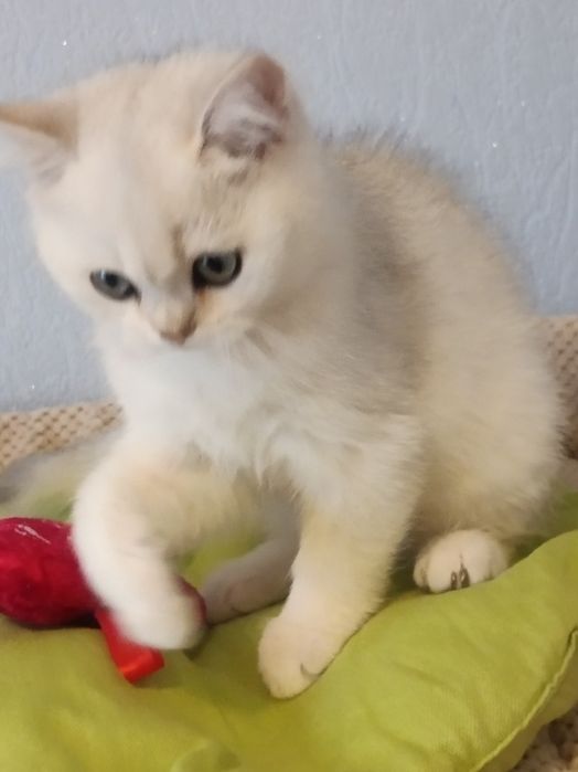 Пухнастий релаксик