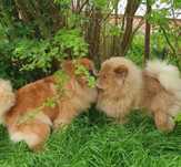 Chow chow samiec z rodowodem FCI