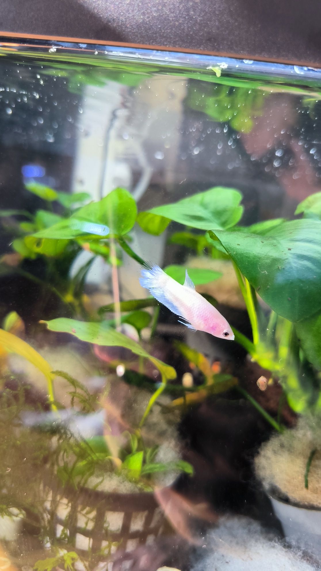 Peixe betta fêmea
