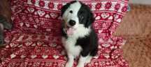 Border Collie piękna suczka czarno-biała wyjątkowa