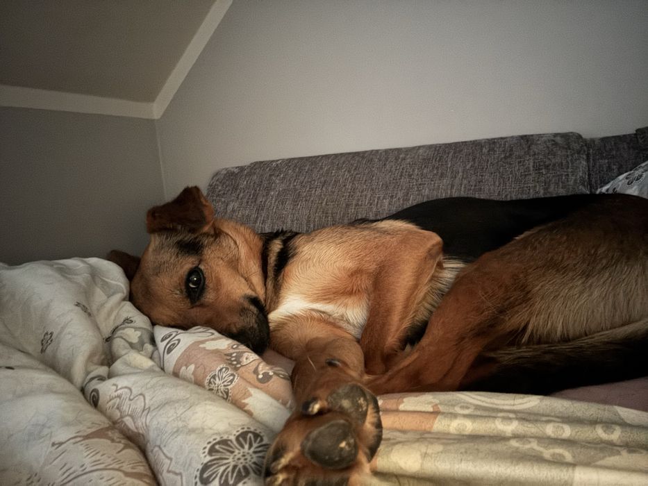 Koda,wspaniala i wyjatkowa,poleca sie do adopcji