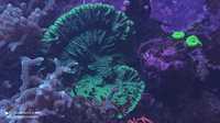 Pavona zielona fluo - akwarium morskie koralowiec