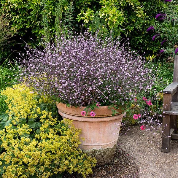 Вербена лікарська Bampton