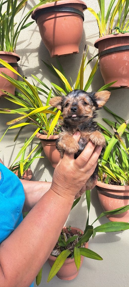 Yorkshire terrier macho