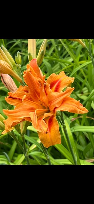 Liliowce zółte i pomarańczowe