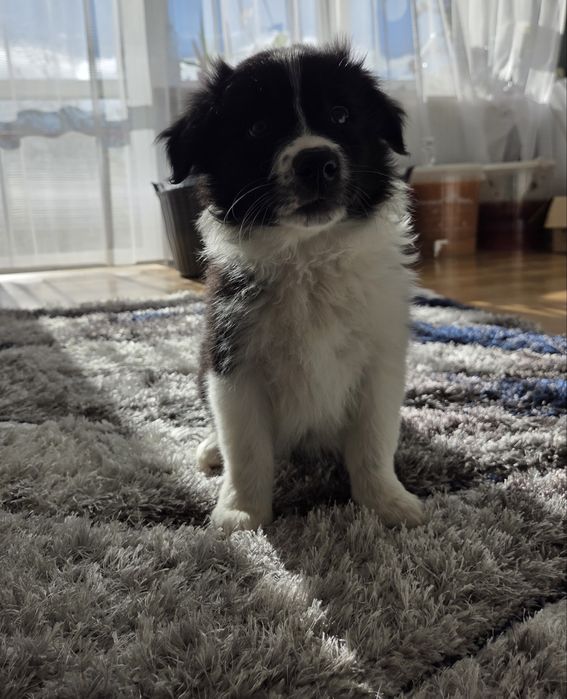 Border Collie – szczeniak BlueSky Collies (rodowód)
