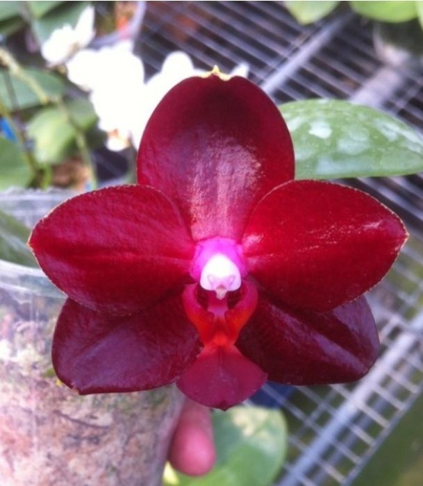 Продам орхідею Allura Ruby Diamond