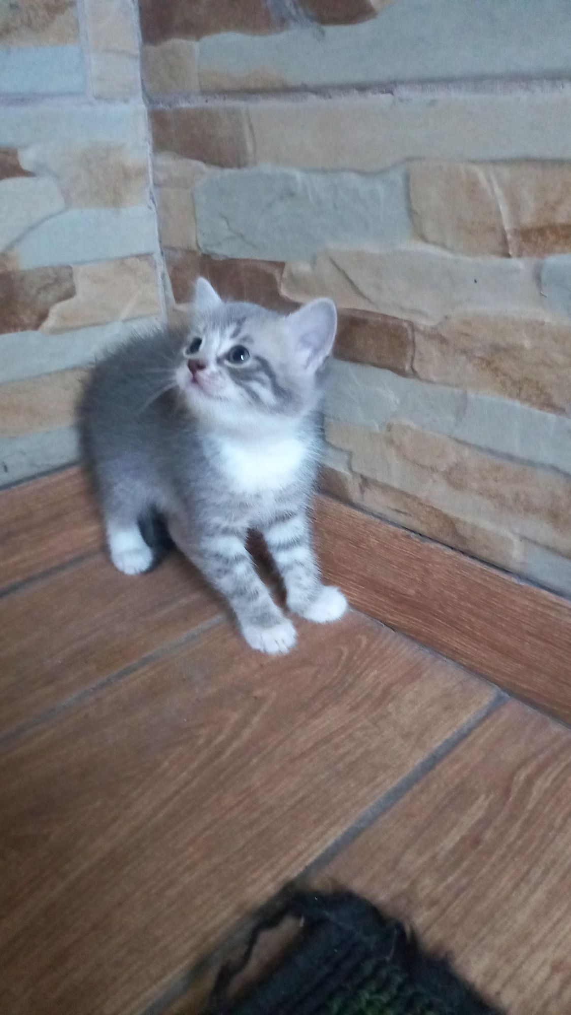 Подарую. Котиків