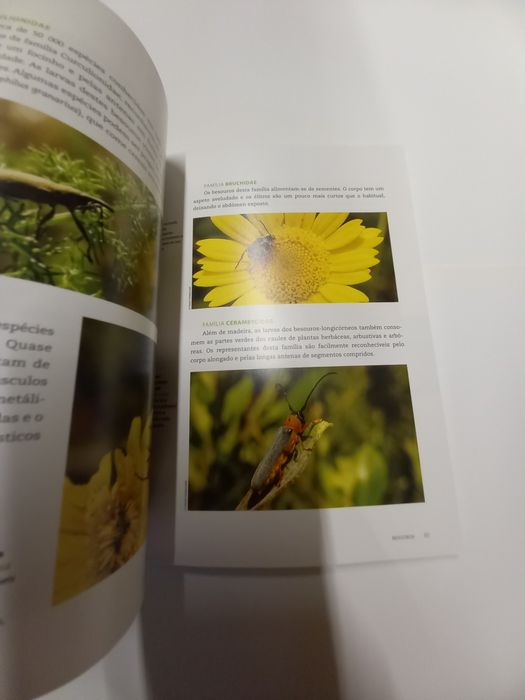 Livro sobre os insectos existentes em Portugal