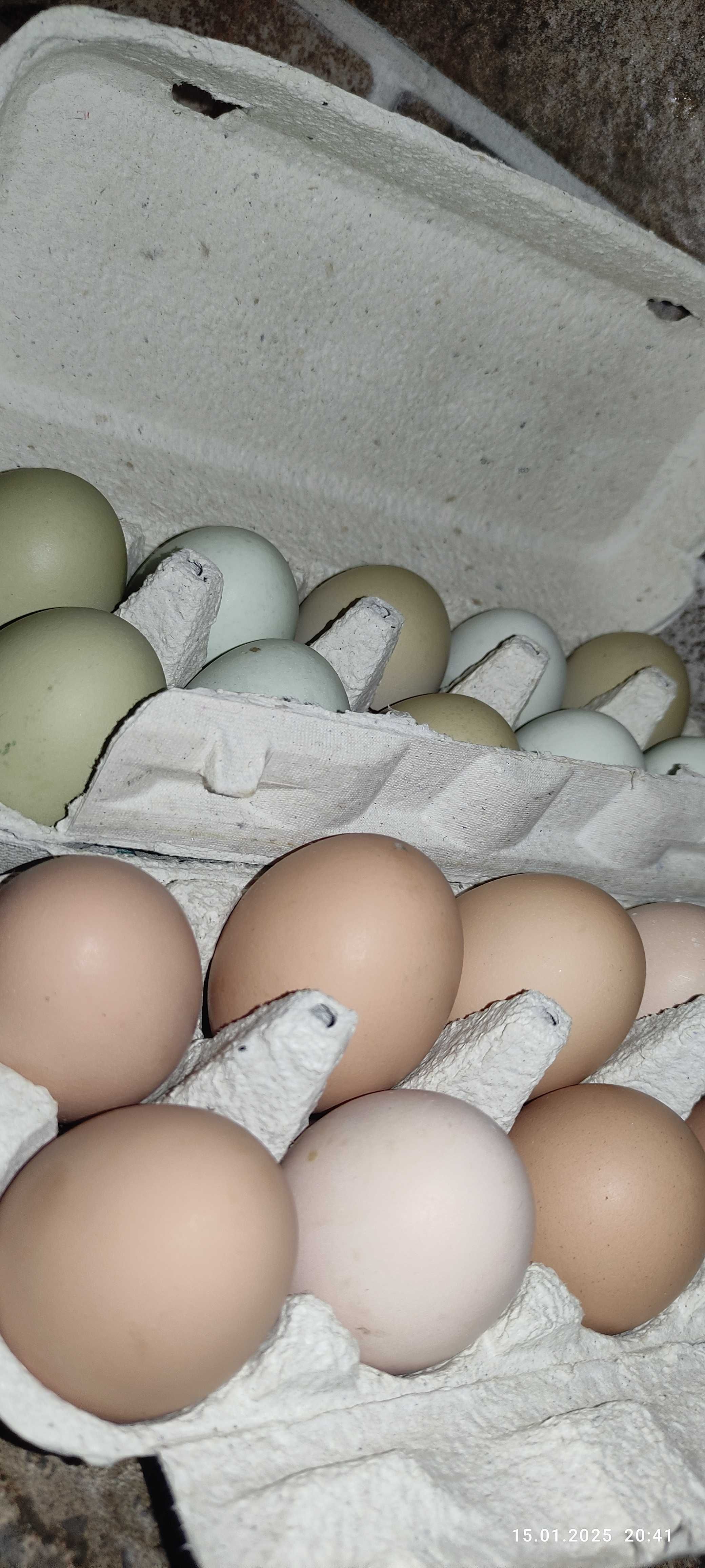 Продажа техасского перепела и смокинга