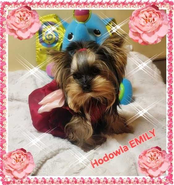 York,Yorkshire Terrier!Elitarne MICRO CUDO-SUNIA MICRO dla VIP ,Kraków