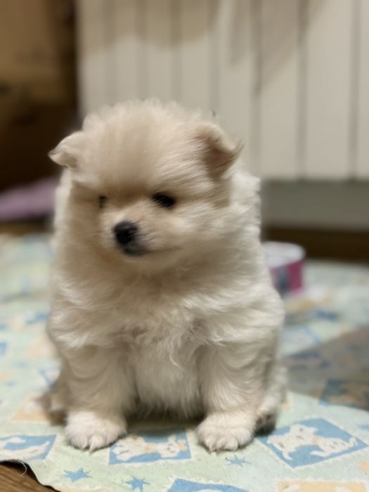 Продам померанского шпица