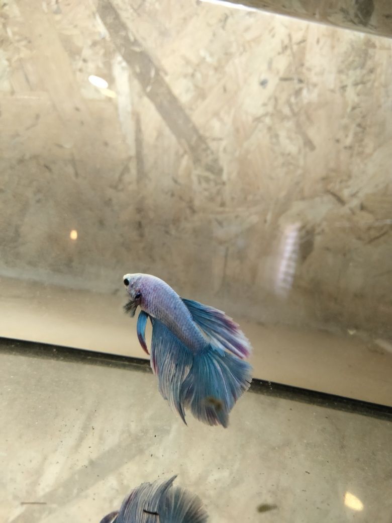 Bettas Macho muito bonito