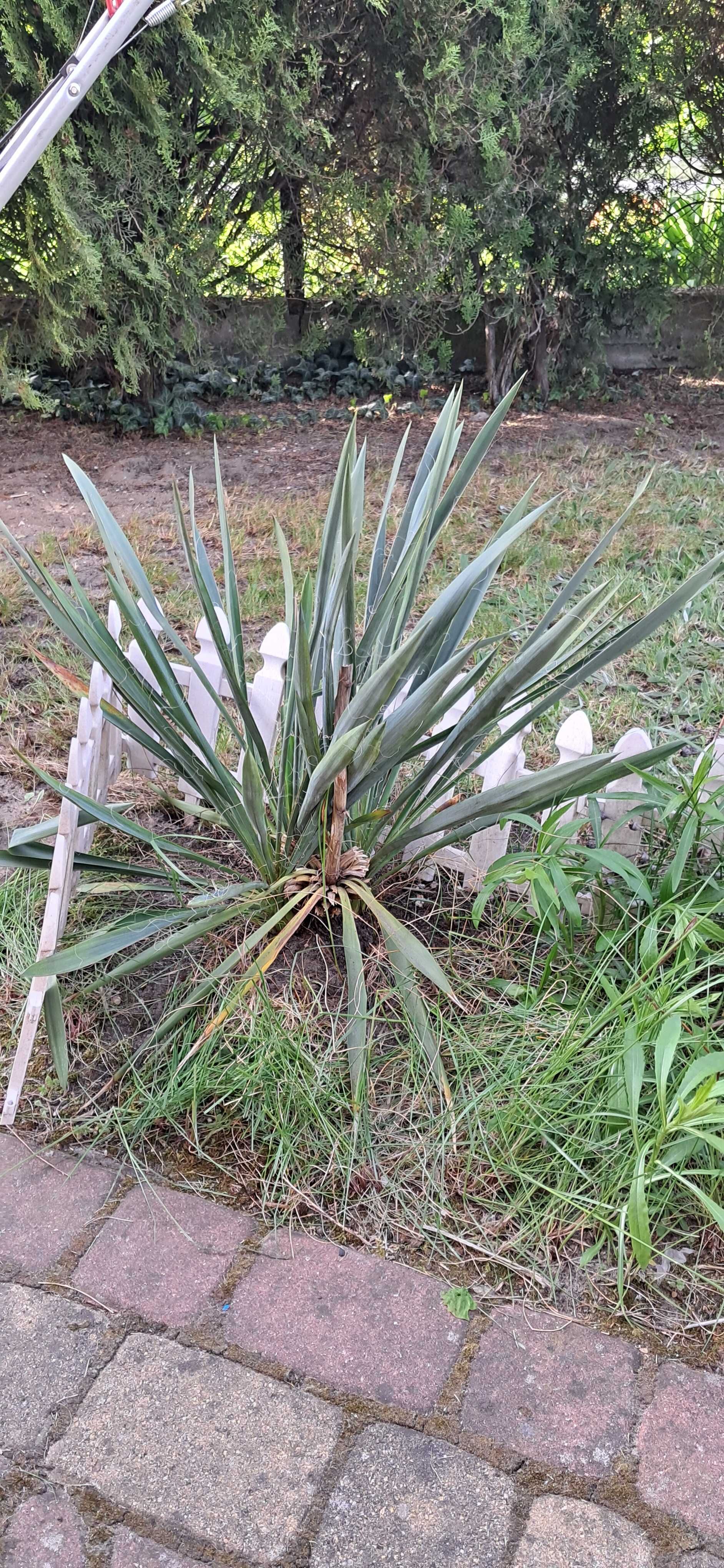 Jukka Juka Karolińska ogrodowa Yucca