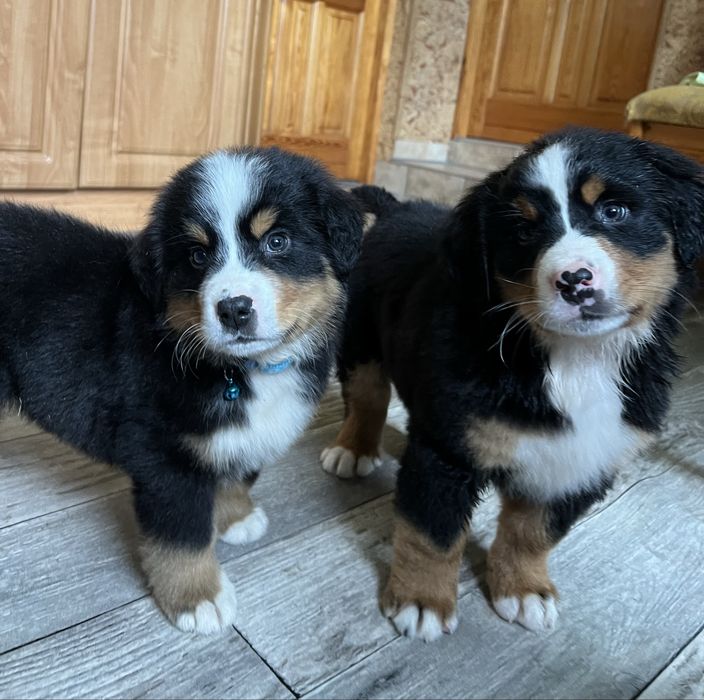 Berneński  pies pasterski ,Berny , Berneńczyki