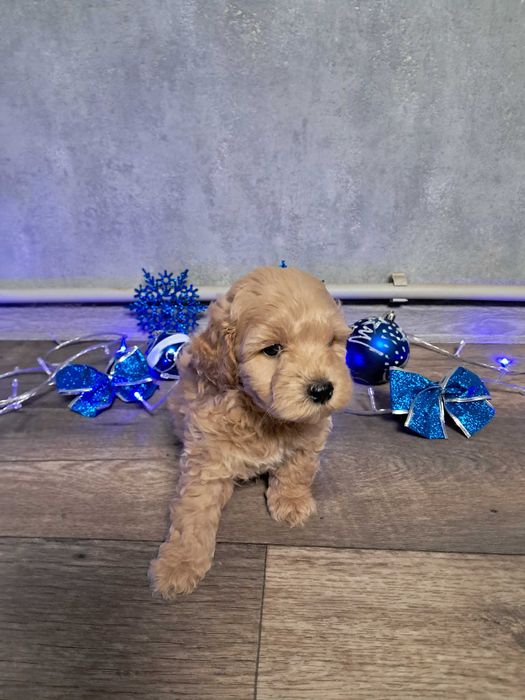 Продам міні мальтипу F1