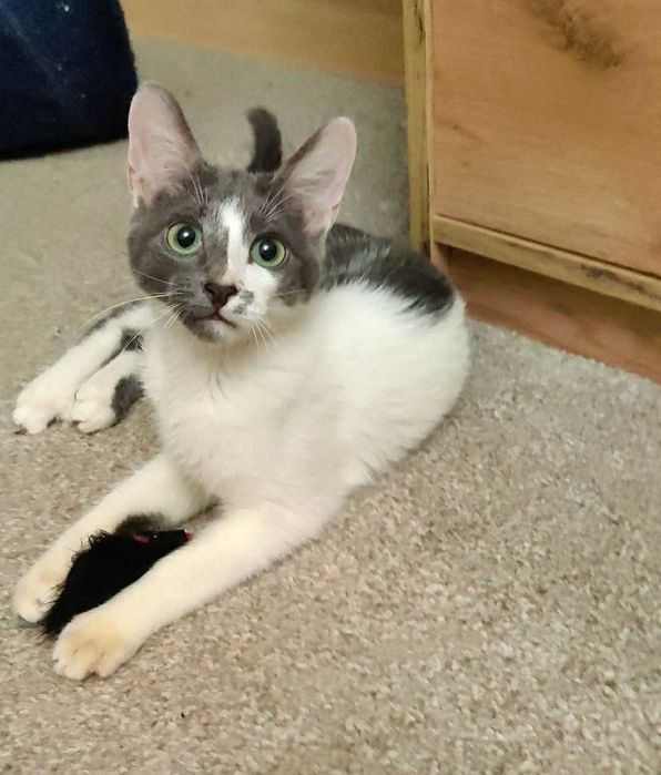 Милый, веселый и безупречно красивый котенок Аскольд, 4 месяца