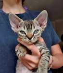 Kot Devon Rex Kociak Devon Devonek Rex Panterka