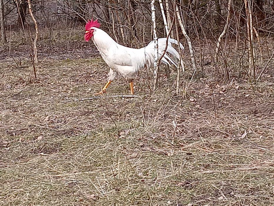 kury,Marans, Włoszka jajka lęgowe