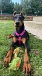 Doberman pies czarny podpalany
