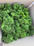 Ściółka z chrobotka 700 gram