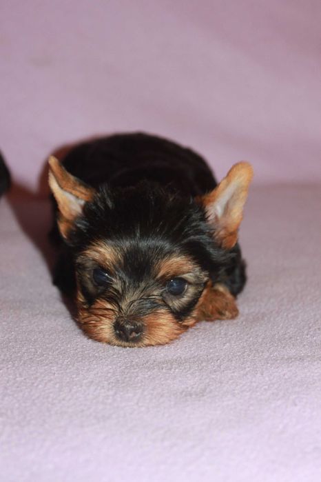 Maja i Majlo    -mała sunia z bratem  York  do  rezerwacji