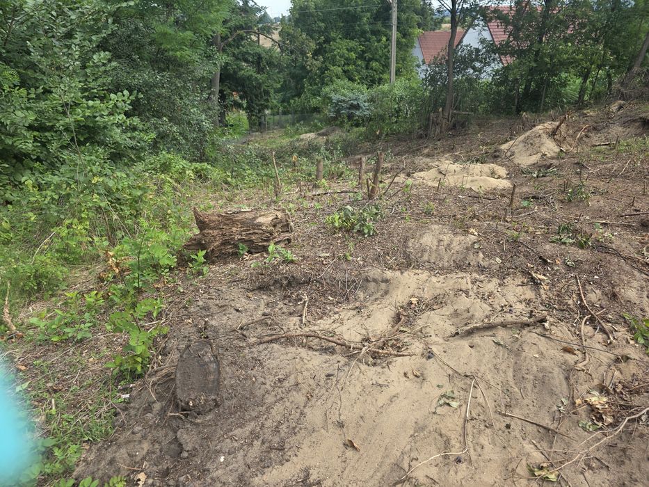 Korzenie drzew oddam