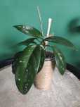 Hoya carnosa 2 szt