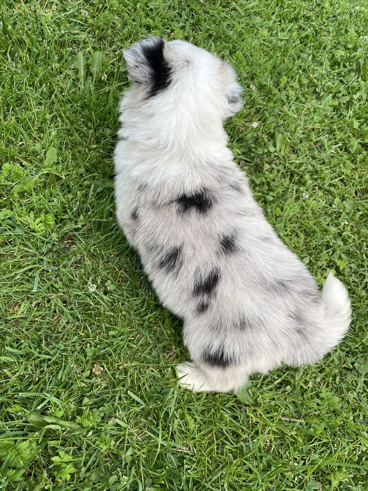 Piesek Border Collie blue merle