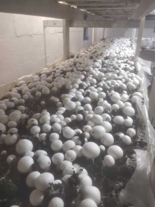 брикет шампиньонов. грибной блок. шампиньоны