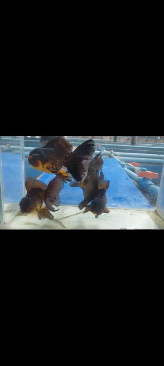 Oranda Black Apaho sklep zooPirania Olsztyn