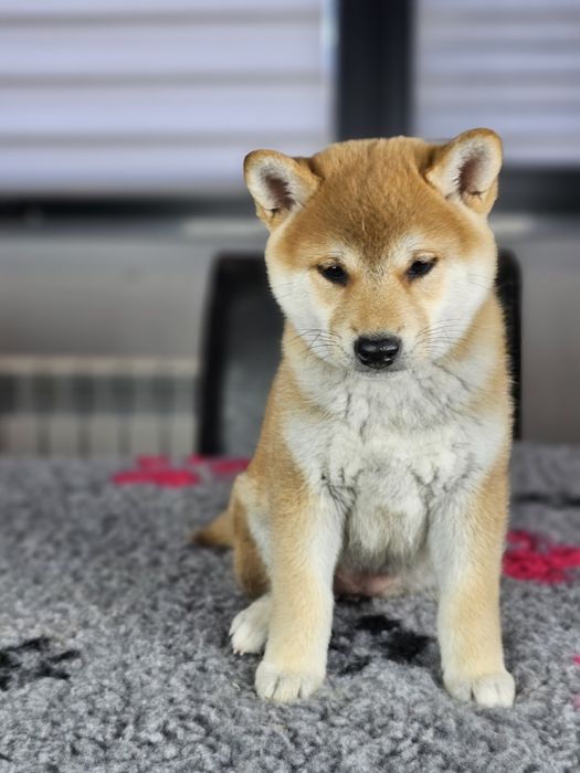 Shiba Shiba inu szczenię ZKWP FCI po Championie