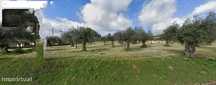 Terreno  com olival - Peredo (Macedo de Cavaleiros)