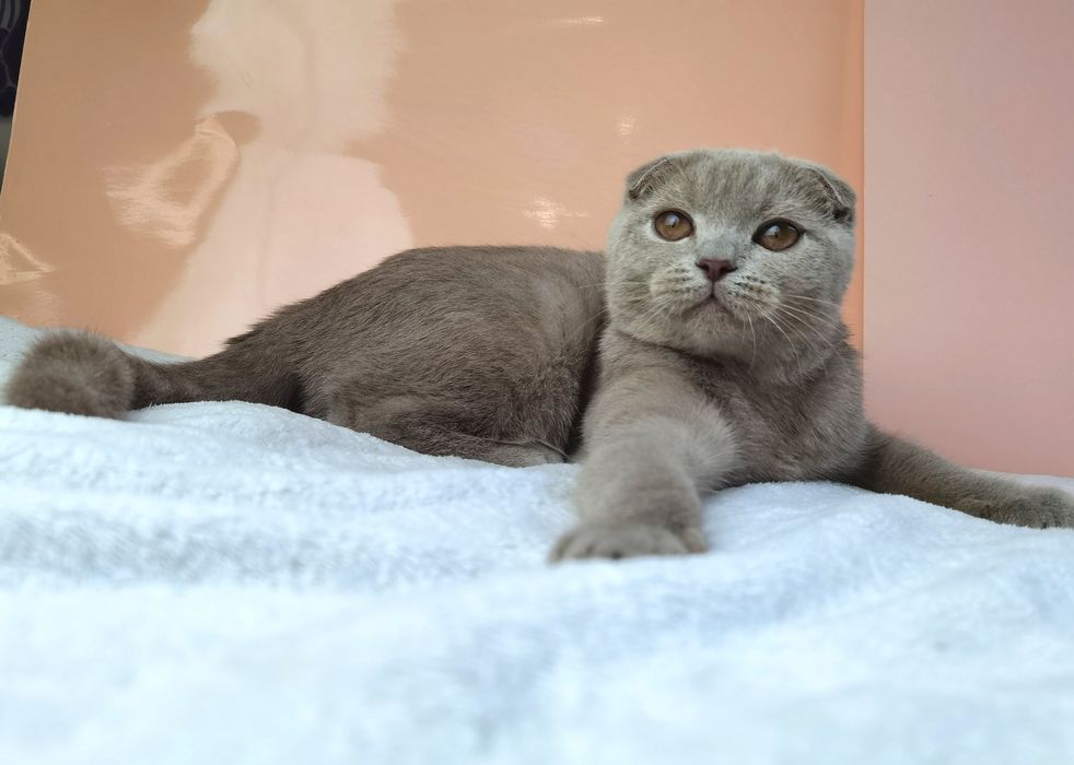 Вислоухая лиловая кошечка с документами и прививками