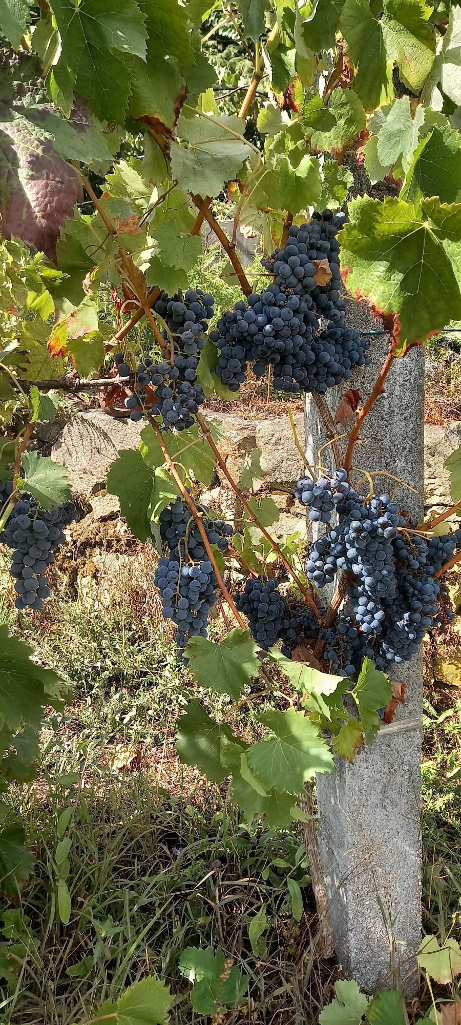 Uvas para venda de boa qualidade