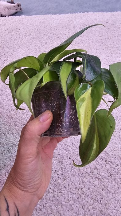 Филодендрон Гигас, Сильвер Квин, Плавмани, Бразил, Эмиральд квин