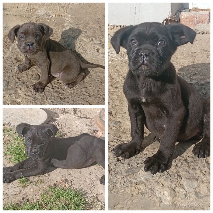 Продам цуценят Кане-Корсо