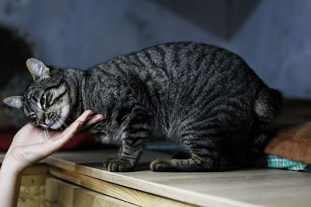 Винтик с особенным хвостиком из приюта бесплатно